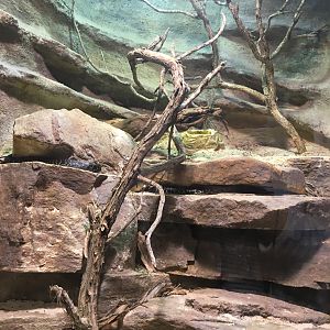 Reptile House - Broad-headed Snake Exhibit - December 2018