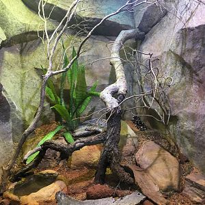 Reptile House - Pueblan Milk Snake Exhibit - December 2018