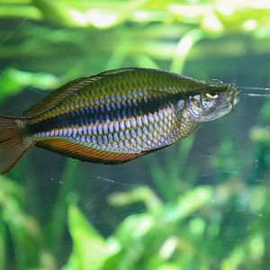 Reptile House - Banded Rainbowfish (Melanotaenia trifasciata) - December 2018