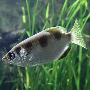 Reptile House - Banded Archerfish (Toxotes jaculatrix) - December 2018