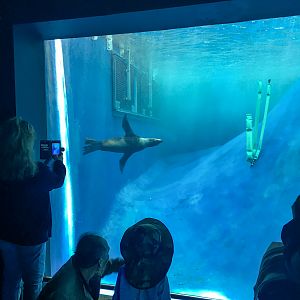 Wild Sea - Underwater Viewing - December 2018