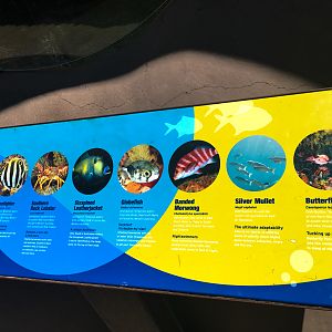 Wild Sea - Fish Signage - December 2018