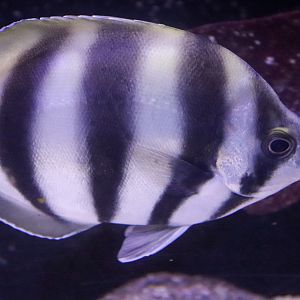 Wild Sea - Moonlighter (Tilodon sexfasciatus) - December 2018