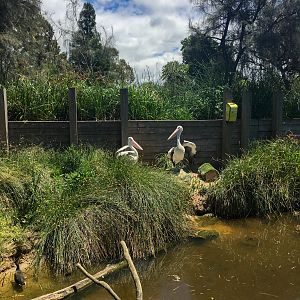 Wild Sea - Australian Pelican/Turtle Enclosure - December 2018