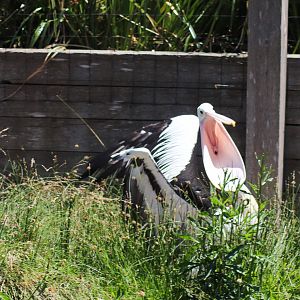Wild Sea - Australian Pelican (Pelecanus conspicillatus) - December 2018