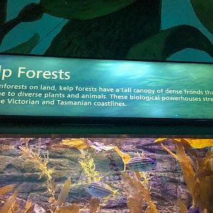 Wild Sea - Tank Signage - December 2018