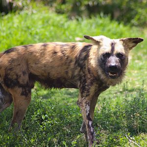 Lion Gorge - African Wild Dog (Lycaon pictus) - December 2018