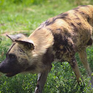 Lion Gorge - African Wild Dog (Lycaon pictus) - December 2018