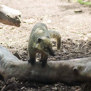 Lion Gorge - Brown-nosed Coati (Nasua nasua) - December 2018