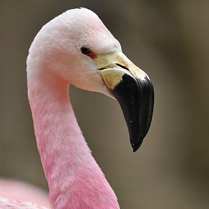 Andean flamingo (Phoenicoparrus andinus)