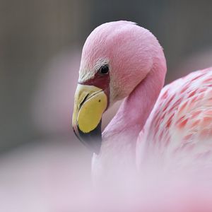 James's flamingo (Phoenicoparrus jamesi)