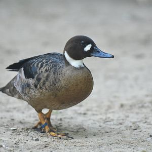 Bronze-winged duck (Speculanas specularis)
