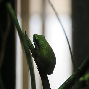 Eastern Dwarf Tree Frog (Litoria fallax)