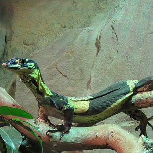 Lace Monitor (Varanus varius)