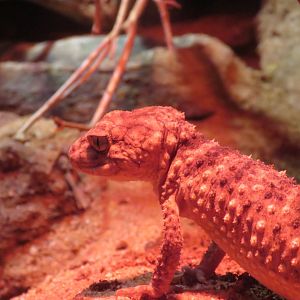 Rough Knob Tailed Gecko (Nephrurus asper