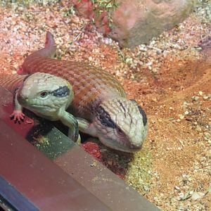 Curious Central Blue Tongue Lizards