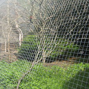 Nordsjællands Fuglepark - Lorikeet walkthrough