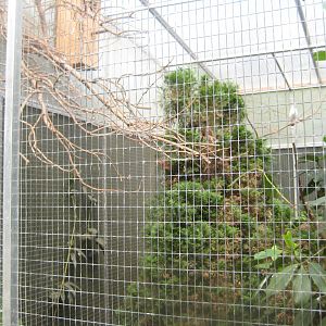 Nordsjællands Fuglepark - Orangery - Bali mynah aviary