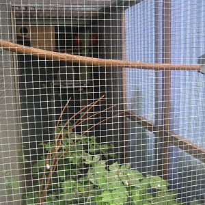 Nordsjællands Fuglepark - Red lory aviary
