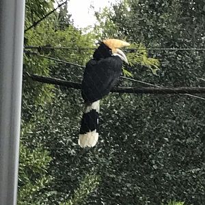 Rhinoceros hornbill (Buceros rhinoceros)