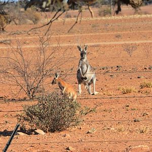 Red kangaroos.