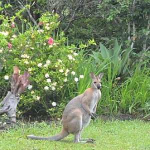 Male red-necked wallaby in front garden