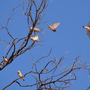 Zebra finches.