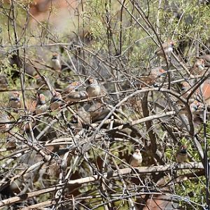 Zebra finches.
