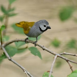 Grey-headed oliveback (Nesocharis capistrata)