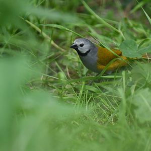 Grey-headed oliveback (Nesocharis capistrata)