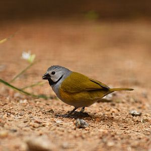 Grey-headed oliveback (Nesocharis capistrata)