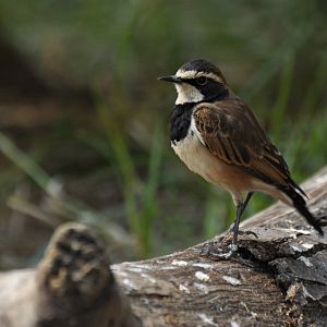 Capped wheatear (Oenanthe pileata)