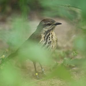 Spotted palm thrush (Cichladusa guttata)