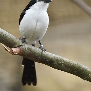 Long-tailed fiscal Lanius cabanisi