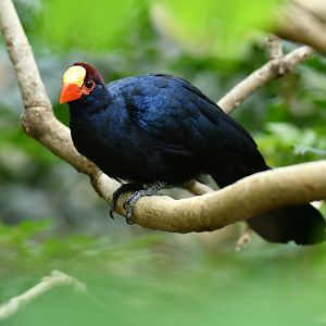 Violet turaco (Musphaga violacea)