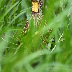 Yellow-necked francolin (Pternistis leucoscepus)