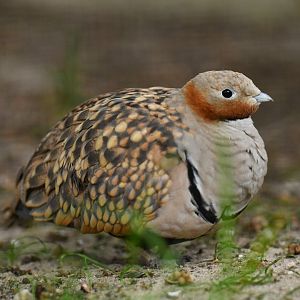 Black-bellied Sandgrouse (Pterocles orientalis)