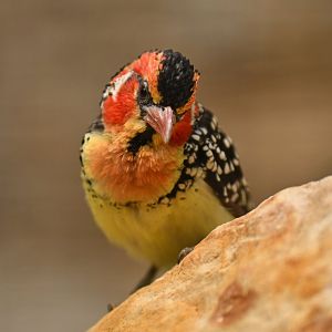 Red-and-yellow barbet Trachyphonus erythrocephalus