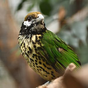 White-eared catbird (Ailuroedus buccoides buccoides)