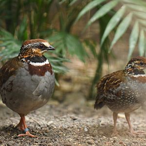 Collared partridge (Arborophila gingica)