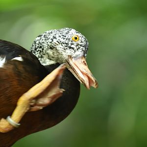 White-winged duck (Asarcornis scutulata)
