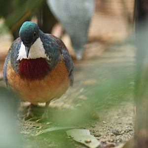 Luzon bleeding-heart (Gallicolumba luzonica)