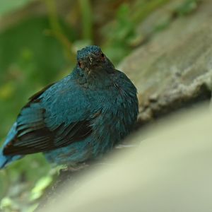 Asian Fairy-bluebird (Irena puella)