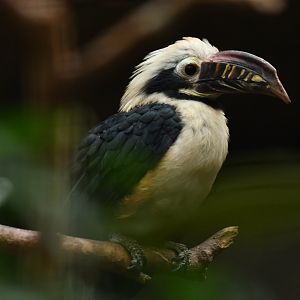 Visayan tarictic hornbill (Penelopides panini panini)