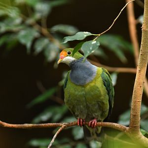 Orange-fronted fruit-dove (Ptilinopus aurantiifrons)