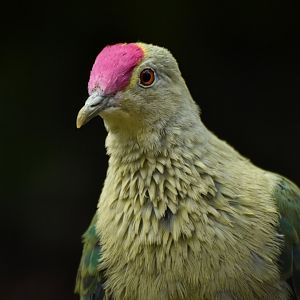 Red-bellied fruit-dove (Ptilinopus greyi)