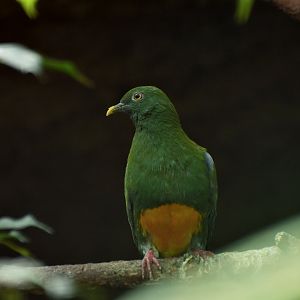 Western Orange-bellied fruit-dove (Ptilinopus iozonus)