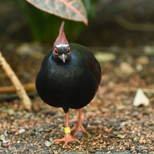 Crested partridge (Rollulus rouloul)