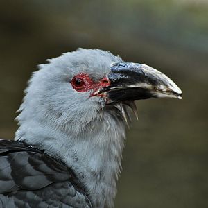 Channel-billed cuckoo Scythrops novaehollandiae