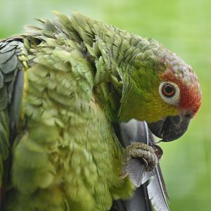Lilacine amazon (Amazona lilacina)